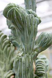Image result for Myrtillocactus geometrizans