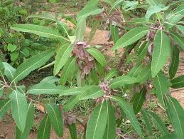 Image result for Terminalia macroptera