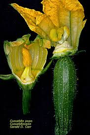 Image result for Cucurbitaceae