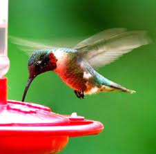 With hummingbirds, though, the national audubon society advises sticking with refined sugar. Out My Backdoor 4 Parts Water 1 Part Sugar A Special Fuel Department Of Natural Resources Division