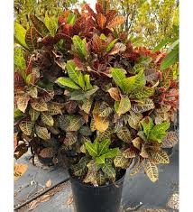 Image result for Codiaeum