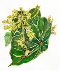 Image result for Macaranga schweinfurthii