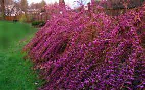 Issai Purple Beautyberry Bush Callicarpa Dichotoma Issai 1 Gallon Beautyberry Shrubs Small Ornamental Trees Plants Buy Plants Online