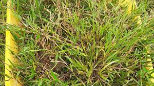 Rumput kucing ini sangat bermanfaat untuk membantu mengeluarkan benda. Benih Brachiaria Humidicola Rumput Minyak Youtube
