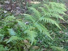 Image result for Todea