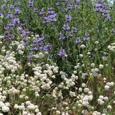 Image result for Eriospermum flexuosum