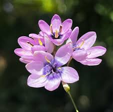 Image result for Polystachya bifida