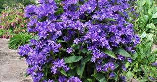 Campanula Freya Glomerata Ppaf Campanule A Bouquet Clustered Bellflower Perennials Plants Garden Flowers Perennials