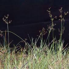 Image result for Fimbristylis complanata