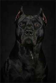 Beautiful Cane Corso Pitbull Kopek Turleri