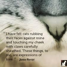 James Heriot Quote I Have Felt Cats Rubbing Their Faces Against Mine Cat Quotes Crazy Cats Felt Cat