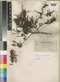 Image result for Actinanthella