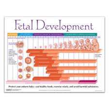 Growing A Baby Weekly Pregnancy Chart Childbirth Graphics