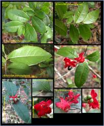Image result for Ochna