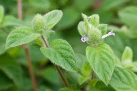 Image result for Nelsonia canescens