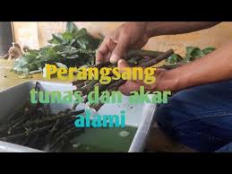 Maybe you would like to learn more about one of these? Obat Perangsang Akar Bonsai Serut Cahunit Com