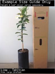 Specializing in fruit trees, including apple trees, citrus, avocado, mango, olive, macadamia, lychee, pawpaw and others. Brisbane Fruit Trees Popular