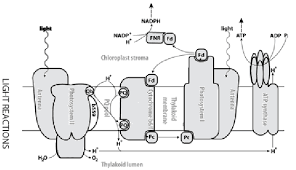 In the light dependent reactions, chlorophyll in the thylakoids captures light energy. Schema Of The Thylakoid Membrane Where Light Dependent Reactions Occur Download Scientific Diagram