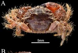 Image result for Commicarpus pilosus