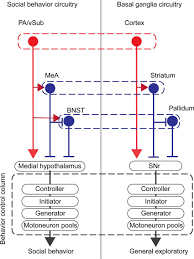 Computer network electrical wires & cable, social media, computer network, face, electrical wires cable png. A Basic Wiring Diagram Showing Triple Descending Projections From The Download Scientific Diagram