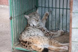 Caracal caracal is distributed over much of africa, central asia and southwestern asia. Rare Caracal Under Treatment