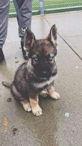 Well, only god knows what has gotten the attention of this adorable puppy to keep her glued on. 10 German Shepard Husky Mix Ideas Cute Dogs Cute Animals Puppies