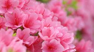 Polish your personal project or design with these pink flower transparent png images, make it even more personalized and more attractive. Pink Flower Youtube