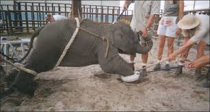 ASIAN ELEPHANTS: TRAINING AND MAHOUTS ...