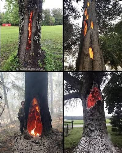 Lightning can do some crazy things': Tree burns from inside after lightning strike in Ohio