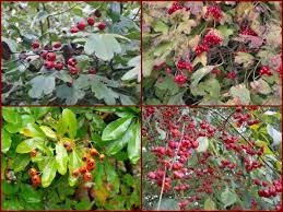 Sträucher mit roten beeren sind gartenschmuck und natürliches futter für tiere im garten. Rote Beeren An Kahlen Zweigen Meisengezwitscher Naturblog