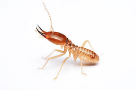 There are two major types of termites; How To Get Rid Of Termites Step By Step Mymove