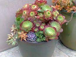 On Site Planting Plants Succulent Gardening Succulents Diy