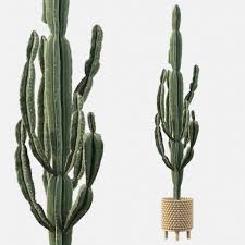 Protect them from concentrated rays of the sun. Euphorbia Candelabrum Indoor Cactus 3d Cgtrader