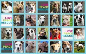 Pet adoption fees help to support our rescue. Eleventh Hour Rescue Linkedin