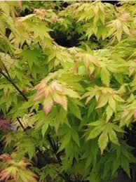 Petit arbuste au port elegant et au feuillage abondant et decoupe. Erable Du Japon Orange Dream Acer Palmatum Le Jardin Du Pic Vert