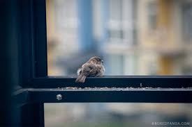 Pinterest
