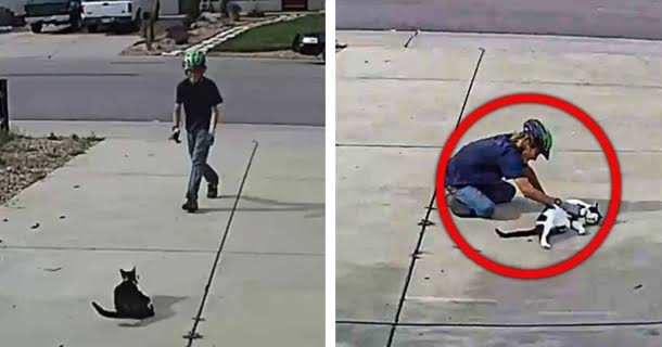 Boy pays visit to neighbor's disabled cat, but he doesn't know that the  camera is recording his actions... Check comments 👇🏻😭