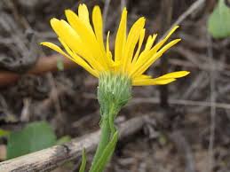 Image result for Psychotria sublyrata