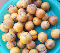 Image result for Chrysophyllum