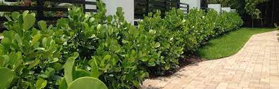 Maybe you would like to learn more about one of these? Clusia Hedges Mr Clusia Best Hedges Prices In South Florida