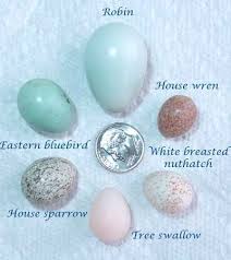 bird eggs egg size comparison including robin egg photo