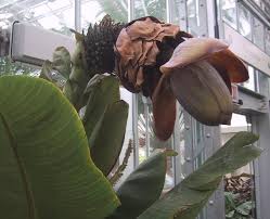 Image result for Ensete ventricosum