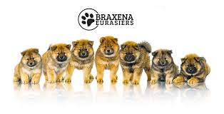 We did not find results for: Braxena Eurasiers