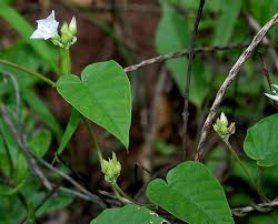 Image result for Jacquemontia paniculata