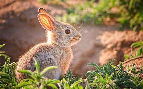 Bunnies Baby Animals Wildlife Wild Animals Wallpaper Wild Animal Wallpaper Animals Wild Animal Wallpaper