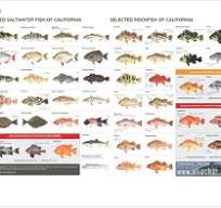 2024 CA Saltwater Fishing Regulations | SWYC Anglers