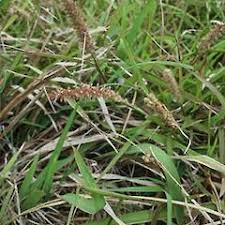 Image result for Cenchrus unisetus