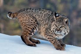 A bobcat (lynx rufus) is here compared to a domestic house cat (felis catus) in three similar camera angles from different times. Bobcat Lynx Rufus