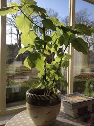 Image result for Sparrmannia africana