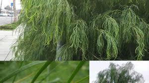 Our australian native plant list. Shoestring Acacia